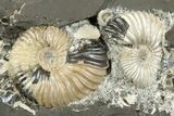 Iridescent Ammonite (Deshayesites & Aconeceras) Cluster #243281-1